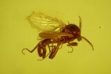 Two Fossil Moth Flies and a Male Biting Midge in Baltic Amber #170050-1